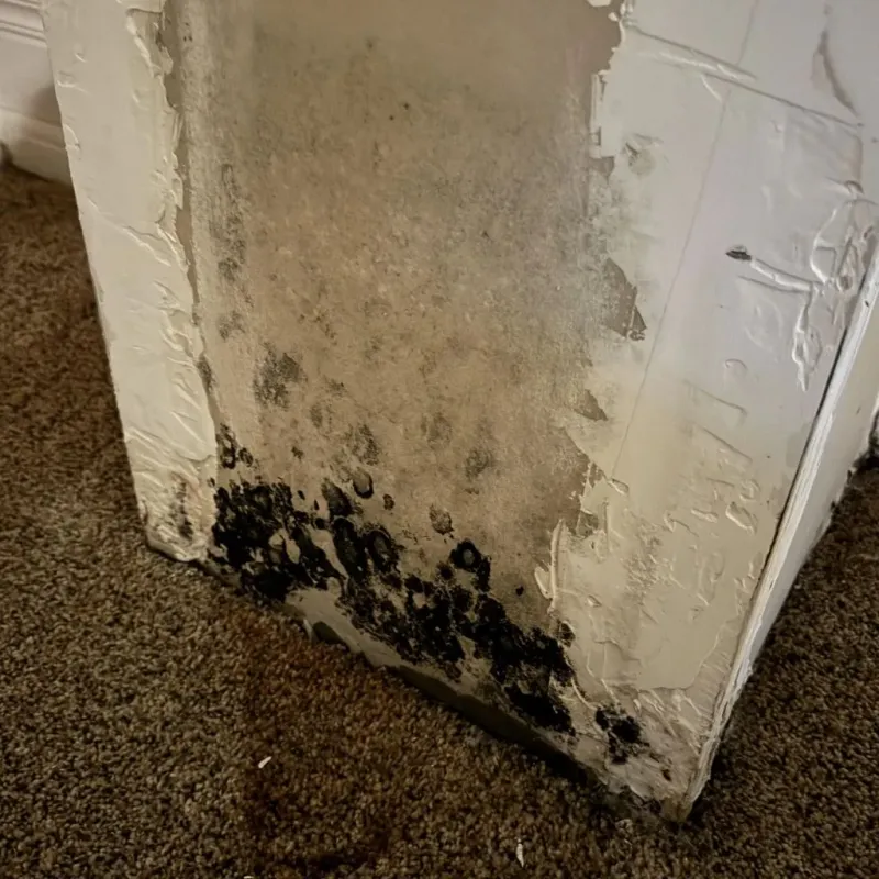Professional Mold Removal in Berrien Springs, MI